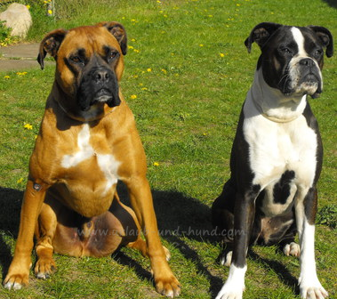 Ferienwohnung mit 2 Hunden