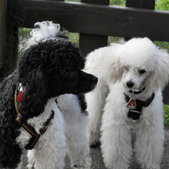 Ferienwohnung hunde erlaubt