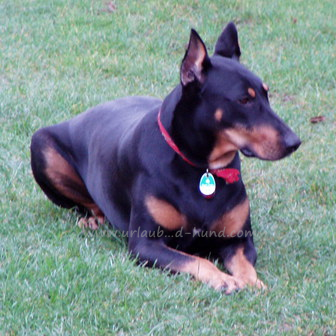 Ferienwohnung - auch große Hunde erlaubt