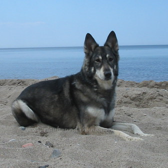 Tschechischer Wolfshund