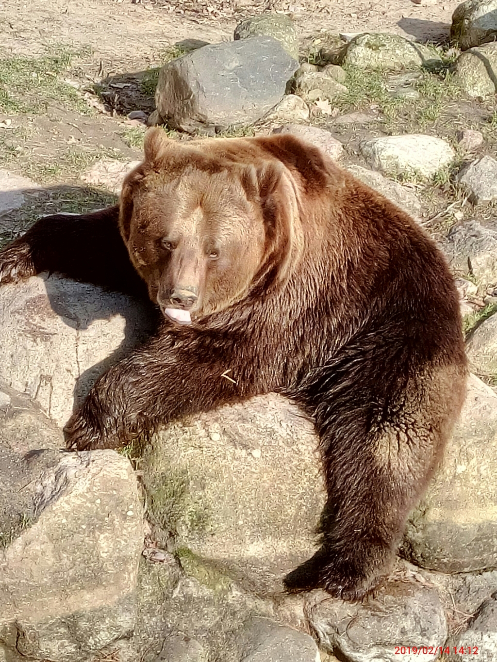 Wildpark-MV Bärengehege Güstrow