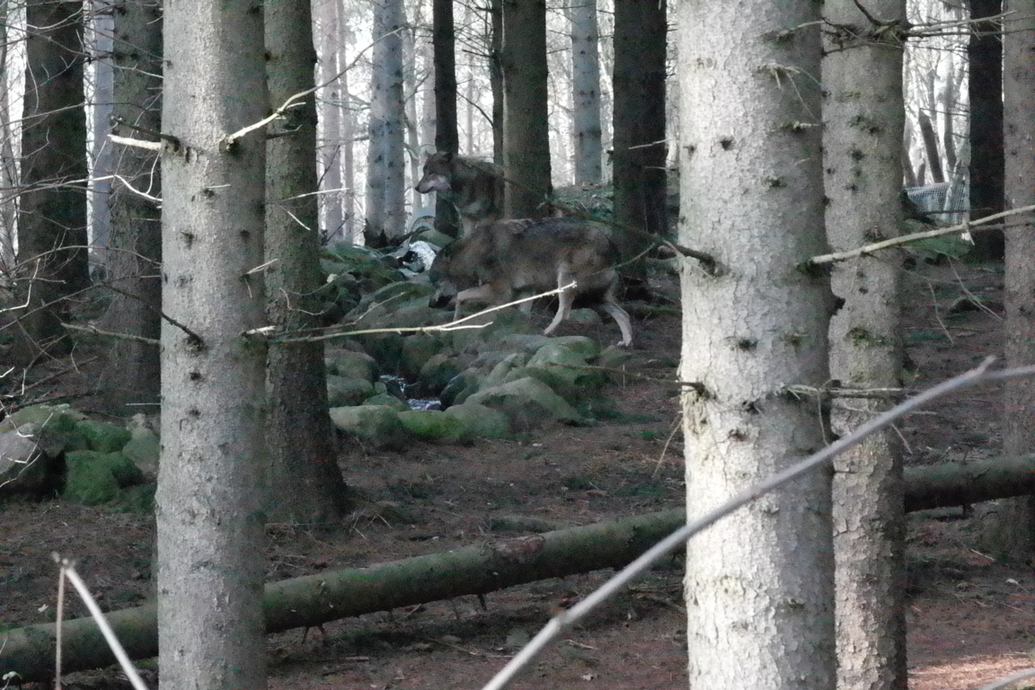 Wolfsgehege Wildpark-MV Güstrow