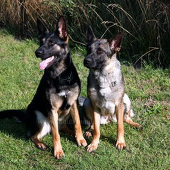 Ferienwohnung zwei Hunde erlaubt